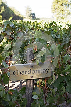 Chardonnay Vines, Maipo Valley, Santiago, Chile