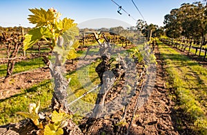 Chardonnay vines in an organic vineyard in McLaren Vale, Australia