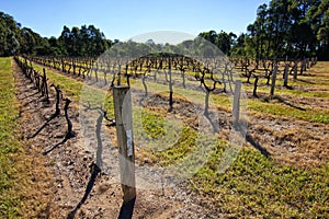 Chardonnay vineyard photo