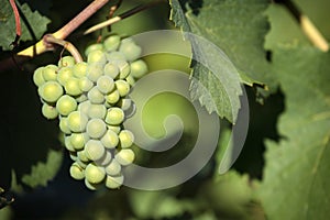 Chardonnay white wine grapes growing vineyard burgundy france closeup