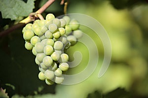 Chardonnay white wine grapes vineyard burgundy france closeup