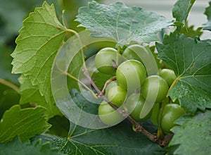 Chardonnay Wine Grapes photo