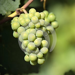 Chardonnay wine grapes growing vineyard burgundy france closeup