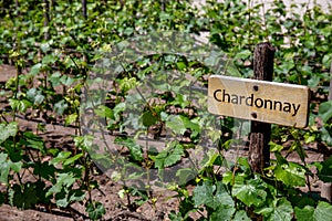 CHARDONNAY Wine sign on vineyard. Vineyard landcape