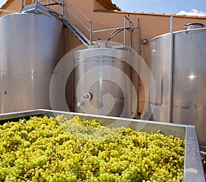 Chardonnay winemaking with grapes and tanks