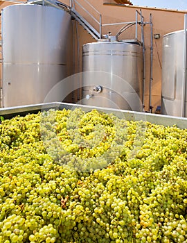 Chardonnay winemaking with grapes and tanks