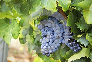 Chareauneuf de Pape grapes