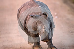 Charging Baby White Rhino