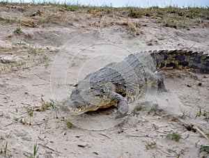 Charging Crocodile on the Chobi River in Namibia