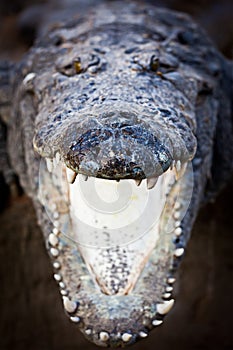 Charging crocodile jaws photo