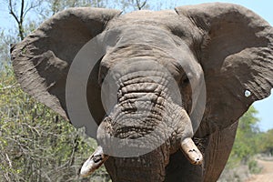 Charging elephant