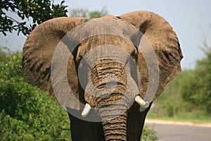Charging elephant