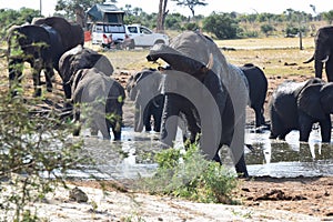 Charging Elephant at Elephant Sands Nata Botswana