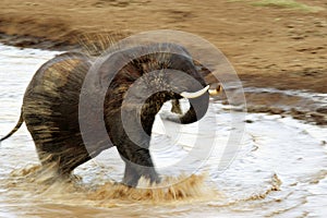 Charging Elephant, Kenya, Africa