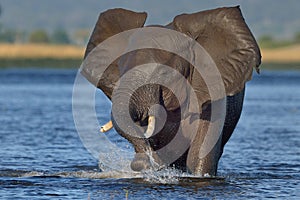 Charging Elephant