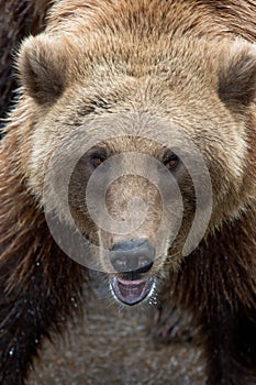 Charging grizzly bear