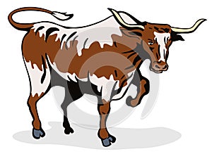 Charging texas longhorn bull