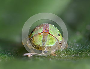 Charidotella leaf beetles family Chrysomelidae