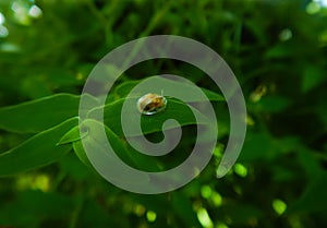 Charidotella sexpunctata, the golden tortoise beetle on turtle vine plant