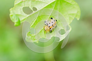 Charidotella sexpunctata on green leaves