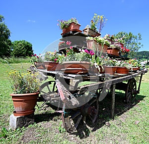 chariot decorated with many pots of flowers in the meadow in th