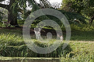 Charlecote deer Park