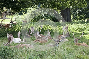 Charlecote deer Park