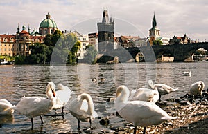 Charles bridge