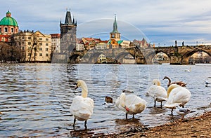 Charles bridge and swans on Vltava river in Prague Czech Republic