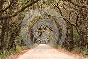 Charleston SC Botany Bay Dirt Road Spooky Tunnel