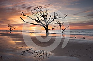 Charleston SC Botany Bay Sunrise Tree on Beach