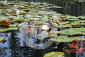 Charleston SC Cypress Gardens Water Lilies