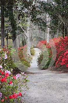 Charleston SC Garden Walkway Spring Vertical