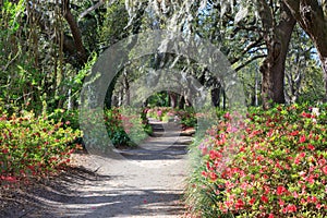 Charleston SC Hampton Park Walking Trail photo