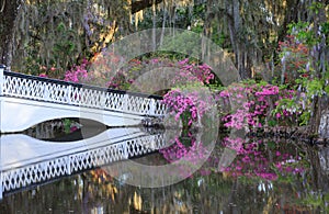 Charleston SC Long White Bridge and Spring Azaleas