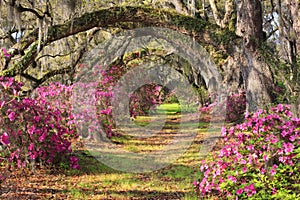 Charleston SC Spring Background Azaleas