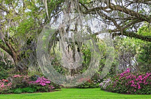 Charleston South Carolina Romantic Garden Oak Trees Azaleas Moss