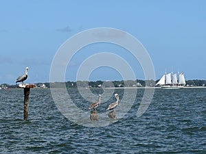 Charleston South Carolina seascape with pelicans on pilings and a sailboat in the distance