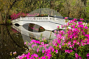 Charleston South Carolina Spring Flowers Blooming SC photo