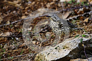 The charlo thrush is a bird of the Passeriformes order and of the Turdidae family.