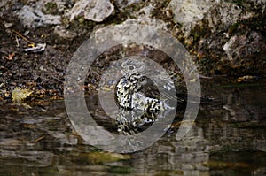 The charlo thrush is a bird of the Passeriformes order and of the Turdidae family.