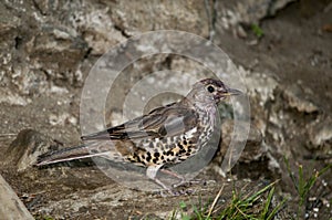 The charlo thrush is a bird of the Passeriformes order and of the Turdidae family.