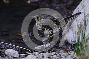 The charlo thrush is a bird of the Passeriformes order and of the Turdidae family