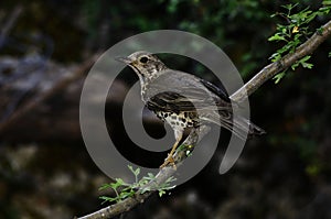 The charlo thrush is a bird of the Passeriformes order and of the Turdidae family