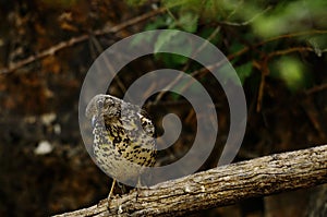 The charlo thrush is a bird of the Passeriformes order and of the Turdidae family