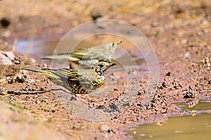 The charlo thrush is a bird of the Passeriformes order and of the Turdidae family