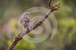 Charlo thrush or Turdus viscivorus, bird of the order Passeriformes