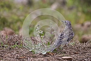 Charlo thrush or Turdus viscivorus, bird of the order Passeriformes