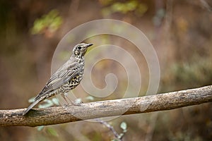 Charlo thrush or Turdus viscivorus, bird of the order Passeriformes.