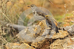 Charlo thrush or Turdus viscivorus - order Passeriformes.